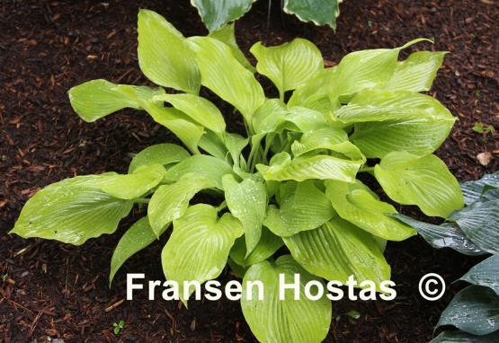 Hosta Drawn Butter